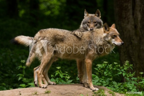 Picture of Grey Wolf Canis lupus 